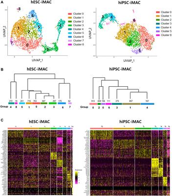 Single-Cell RNA Sequencing of Human Pluripotent Stem Cell-Derived Macrophages for Quality Control of The Cell Therapy Product